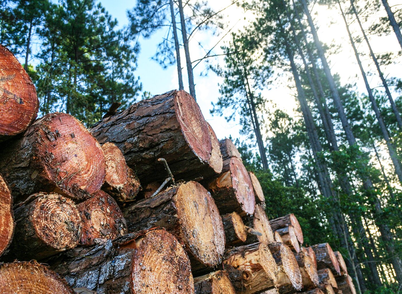 Rayonier Timber